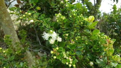 Myrceugenia obtusa, photographed by Cesar Ormazabal