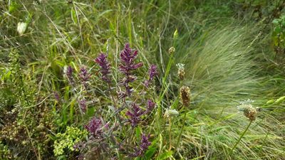 Neobartsia chilensis, photographed by Cesar Ormazabal