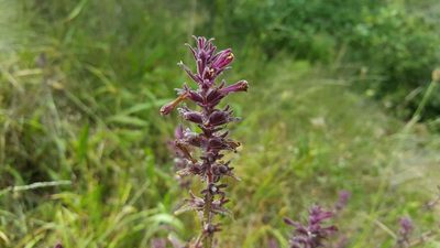 Neobartsia chilensis, photographed by Cesar Ormazabal