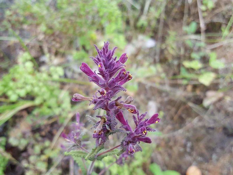 Neobartsia chilensis, photographed by Cesar Ormazabal