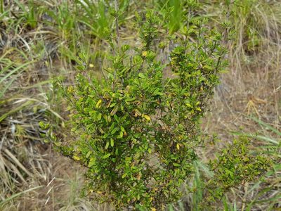 Clinopodium chilense, photographed by Cesar Ormazabal