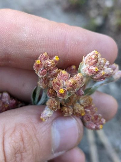 Pseudognaphalium roseum, photographed by Trevor Van Loon
