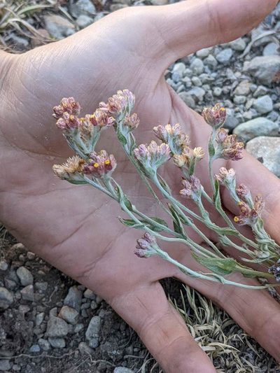 Pseudognaphalium roseum, photographed by Trevor Van Loon