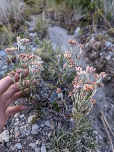 Pseudognaphalium roseum, photographed by Trevor Van Loon