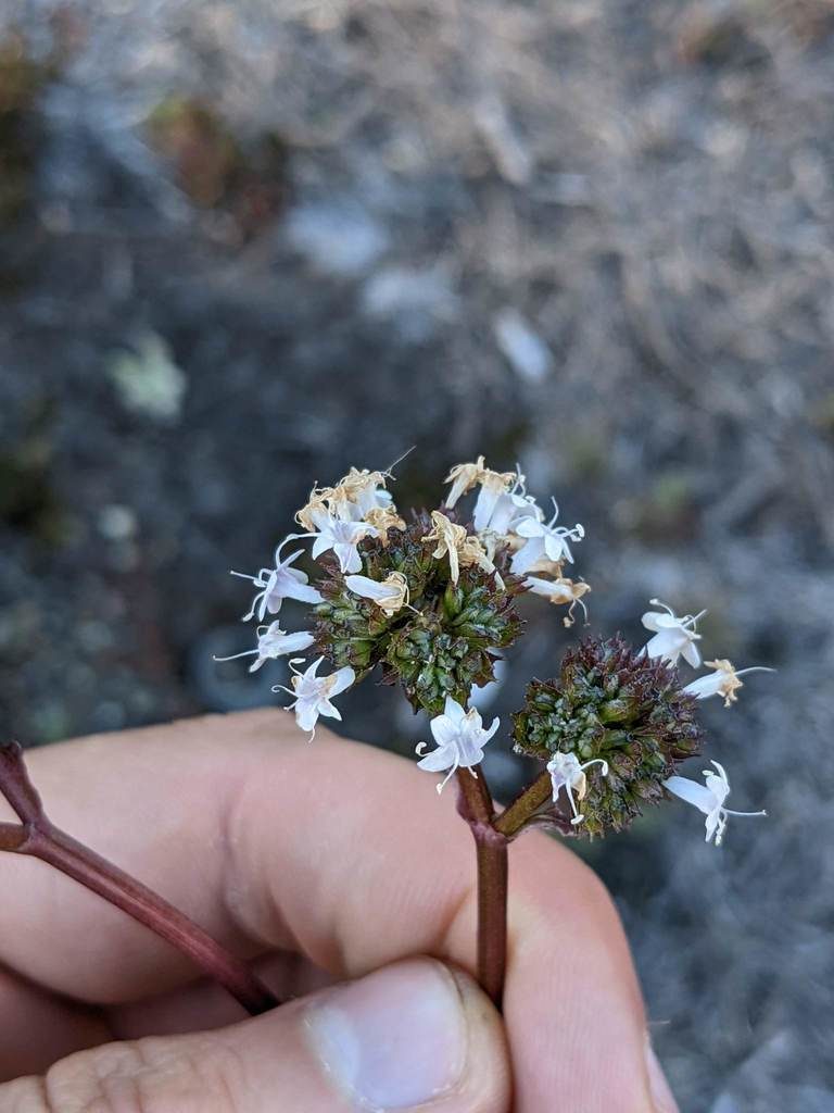 Valeriana pulchella, photographed by Trevor Van Loon