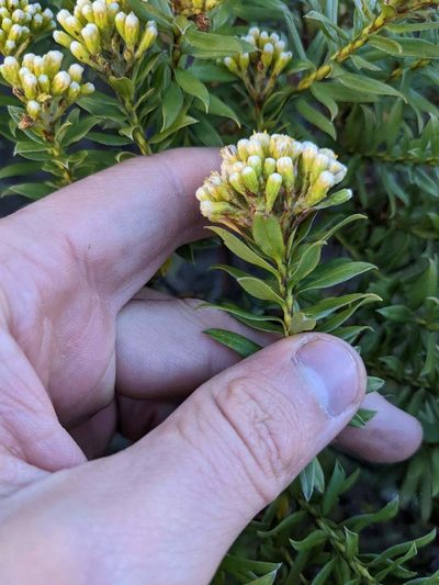 Pentacalia firmipes, photographed by Trevor Van Loon