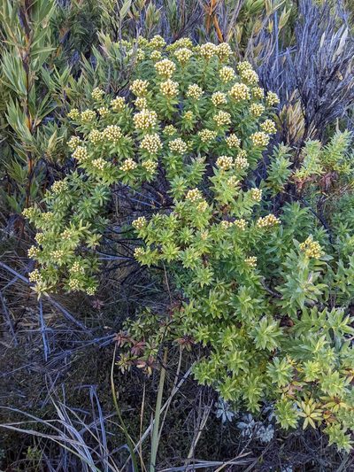 Pentacalia firmipes, photographed by Trevor Van Loon