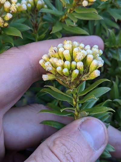 Pentacalia firmipes, photographed by Trevor Van Loon