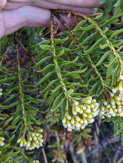 Pentacalia firmipes, photographed by Trevor Van Loon