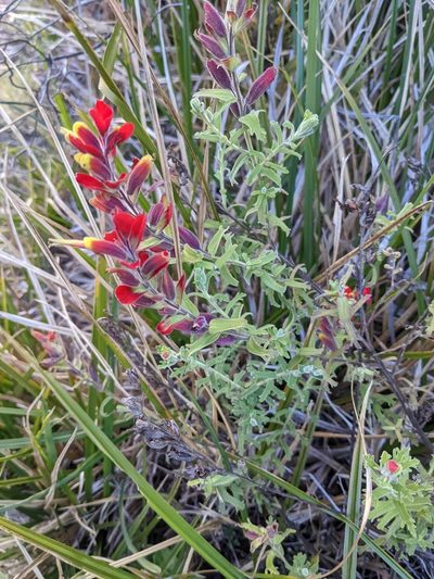 Castilleja quirosii, photographed by Trevor Van Loon
