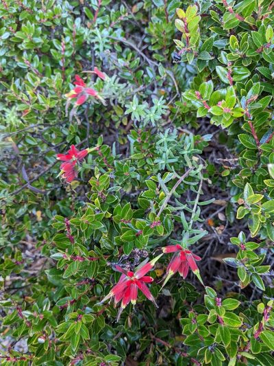 Castilleja quirosii, photographed by Trevor Van Loon