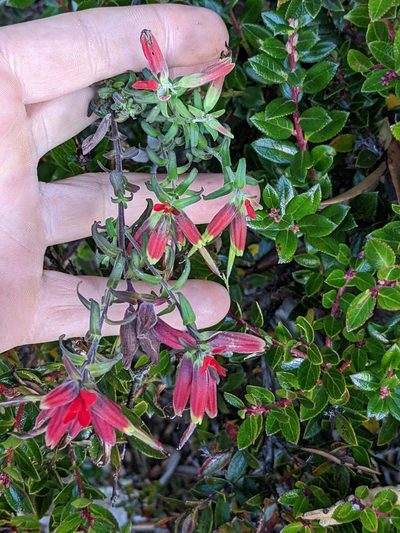 Castilleja quirosii, photographed by Trevor Van Loon