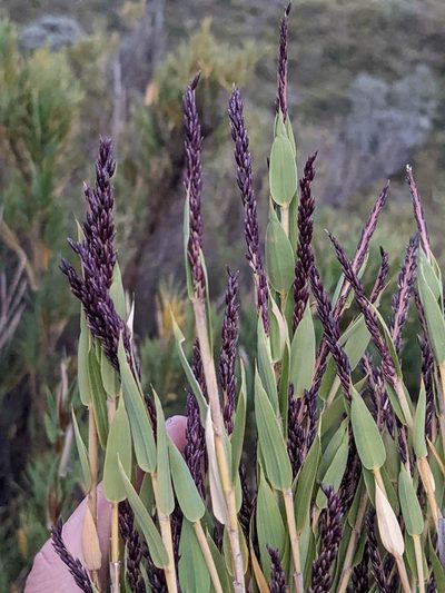 Chusquea subtessellata, photographed by Trevor Van Loon