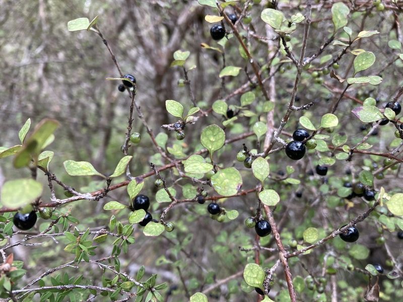 Coprosma tenuicaulis, photographed by Sarah Richardson