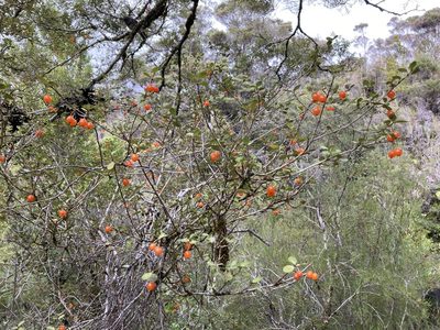 Neomyrtus pedunculata, photographed by Sarah Richardson