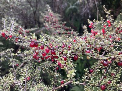 Coprosma dumosa, photographed by Sarah Richardson