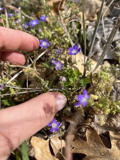 Nemophila pulchella, photographed by Kristen Nelson