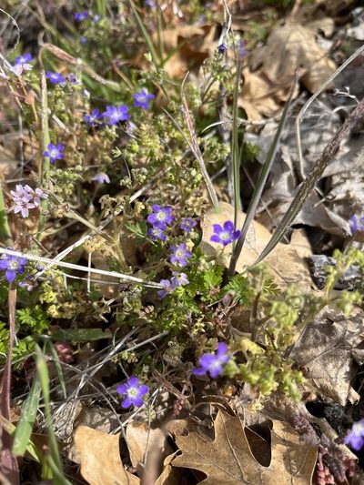 Nemophila pulchella, photographed by Kristen Nelson