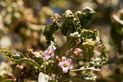 Myoporum sandwicense, photographed by Kevin Faccenda