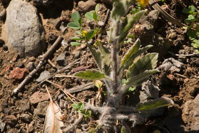Heterotheca grandiflora, photographed by Kevin Faccenda