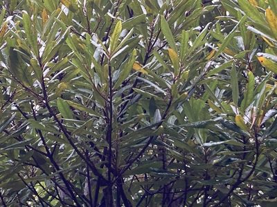 Elaeocarpus dentatus, photographed by Sarah Richardson