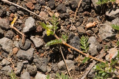 Tribulus terrestris, photographed by Kevin Faccenda