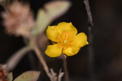 Crocanthemum glomeratum, photographed by Trevor Van Loon