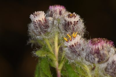 Westoniella eriocephala, photographed by Trevor Van Loon