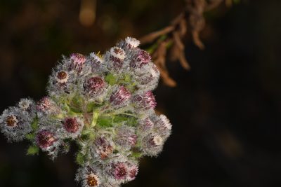 Westoniella eriocephala, photographed by Trevor Van Loon