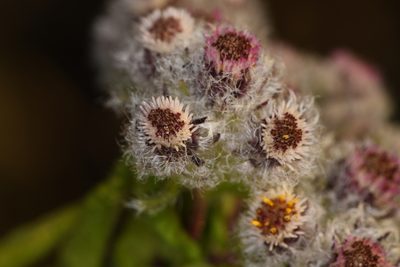 Westoniella eriocephala, photographed by Trevor Van Loon
