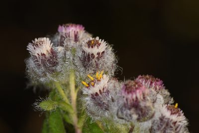 Westoniella eriocephala, photographed by Trevor Van Loon