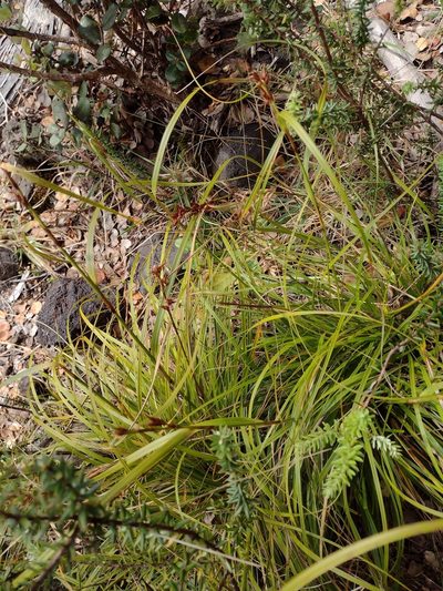 Morelotia gahniiformis, photographed by Kevin Faccenda