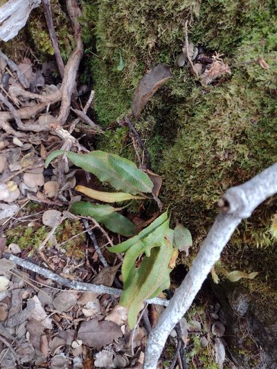 Elaphoglossum paleaceum, photographed by Kevin Faccenda