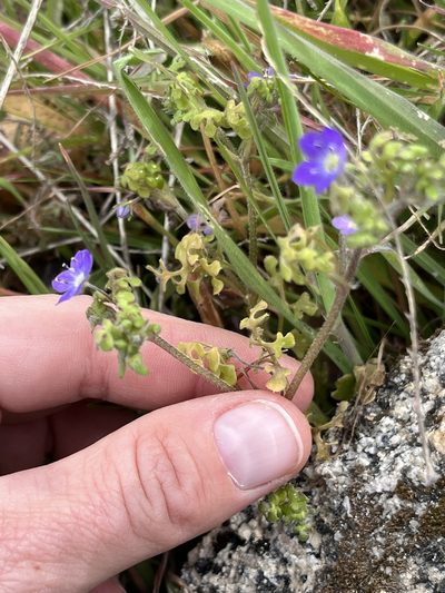 Nemophila pulchella, photographed by Kristen Nelson