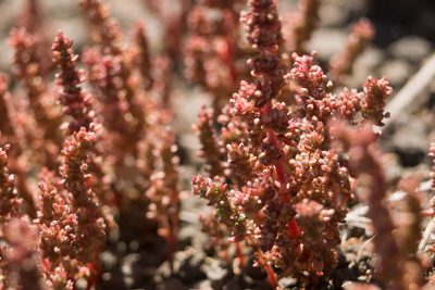Crassula sieberiana, photographed by Kevin Faccenda