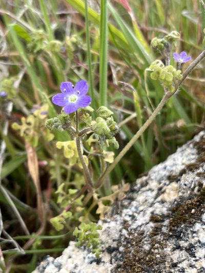 Nemophila pulchella, photographed by Kristen Nelson