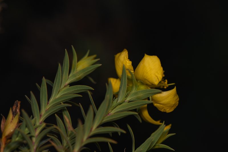 Hypericum irazuense, photographed by Trevor Van Loon
