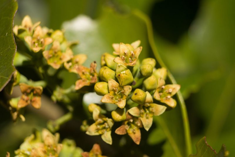 Santalum paniculatum, photographed by Kevin Faccenda