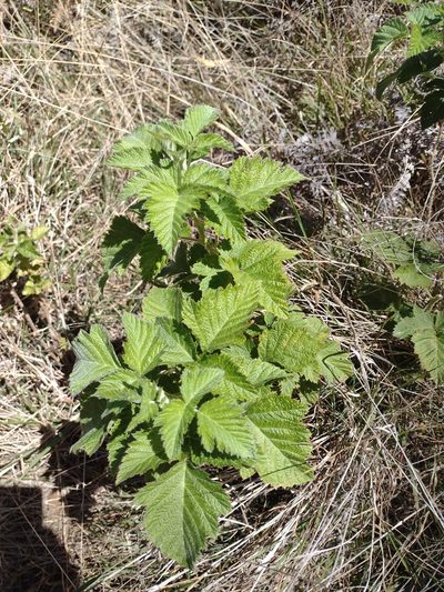 Rubus hawaiensis, photographed by Kevin Faccenda