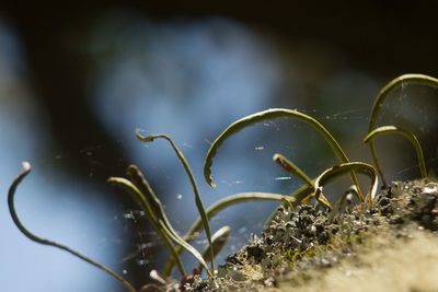 Lepisorus thunbergianus, photographed by Kevin Faccenda