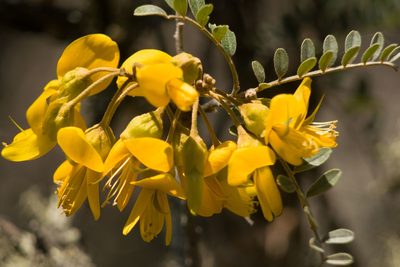 Sophora chrysophylla, photographed by Kevin Faccenda