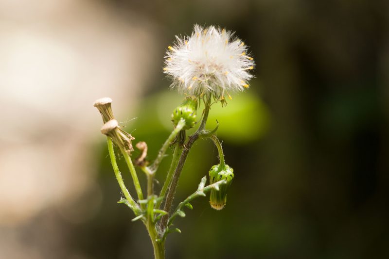 Senecio sylvaticus, photographed by Kevin Faccenda