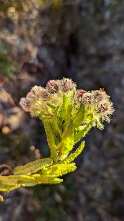 Westoniella eriocephala, photographed by Trevor Van Loon
