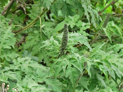 Ambrosia arborescens, photographed by Annika Lindqvist