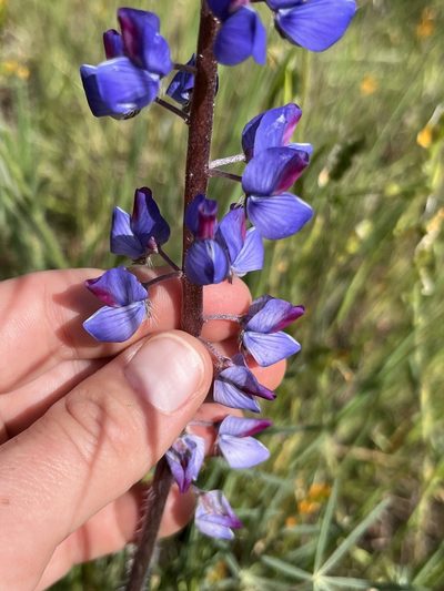 Lupinus benthamii, photographed by Kristen Nelson