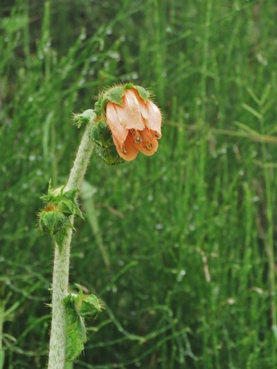 Nasa macrophylla, photographed by Annika Lindqvist