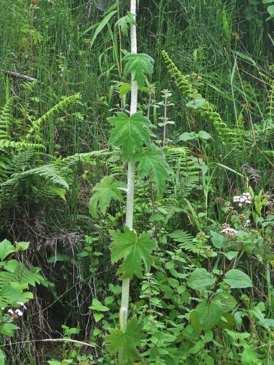 Nasa macrophylla, photographed by Annika Lindqvist
