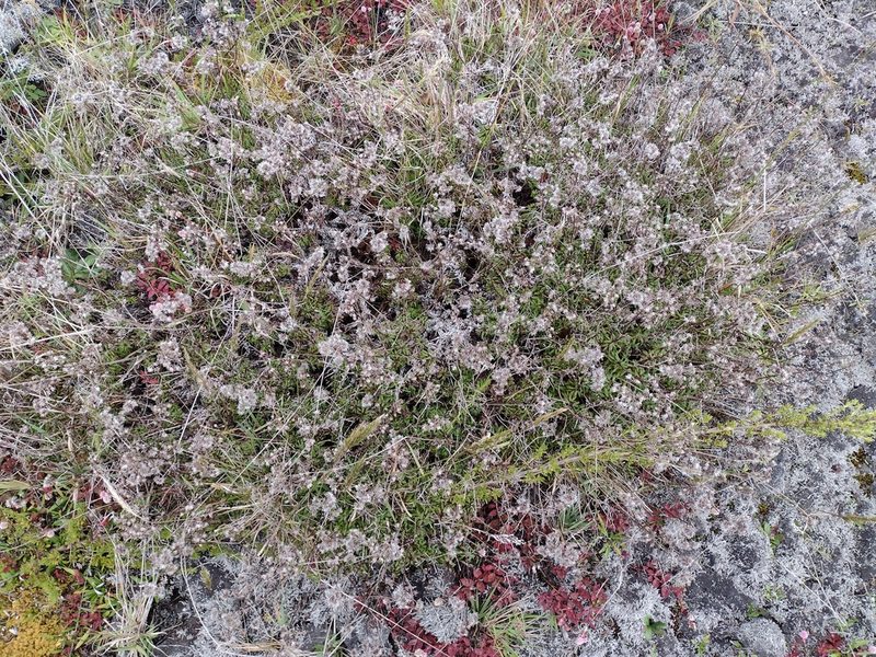 Dubautia scabra, photographed by Kevin Faccenda