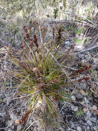 Morelotia gahniiformis, photographed by Kevin Faccenda