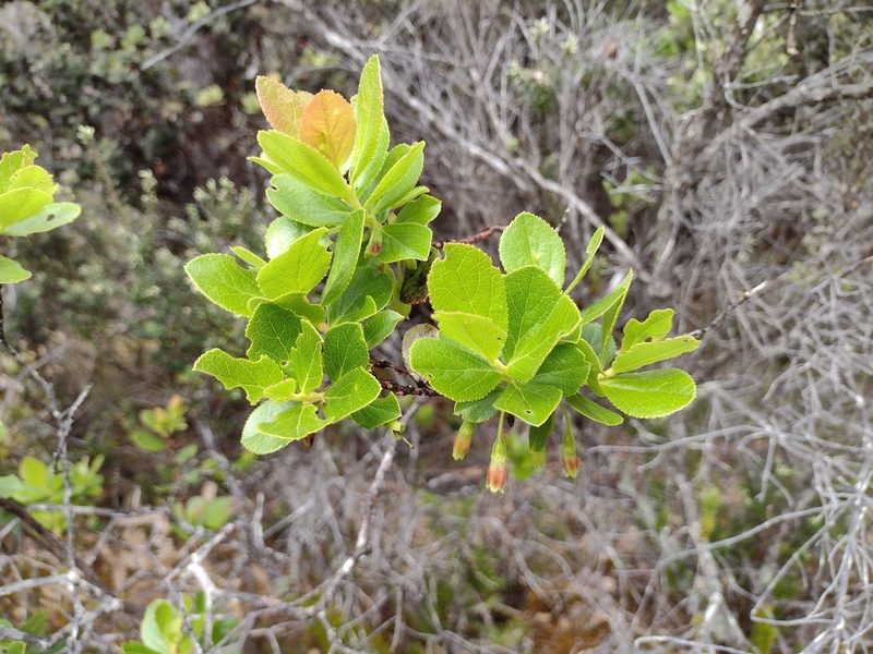 Vaccinium calycinum, photographed by Kevin Faccenda